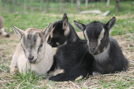 Les triplés : Nino, Nina et Ninon, animeront aussi les activités avec vos petits fermiers d'un jour 